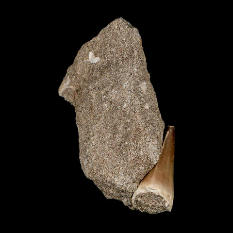 1.4" Mosasaur Prognathodon Fossil Tooth In Matrix Cretaceous Dinosaur Era COA - Fossil Age Minerals