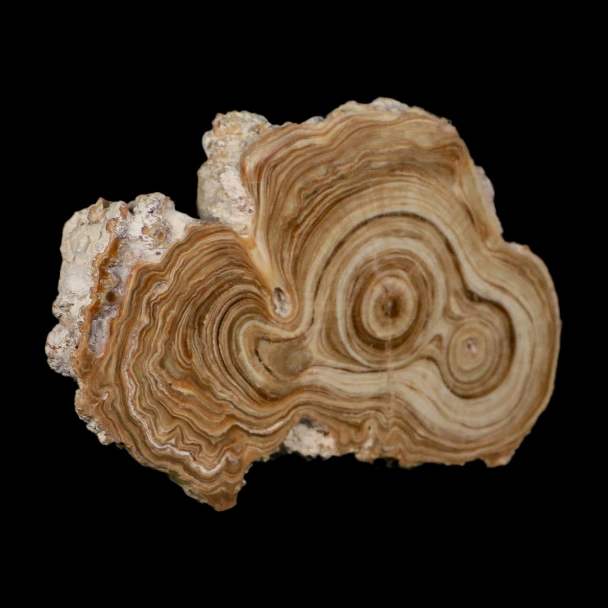 4.8" Aragonite Stalactite Slice Cave Calcite Crystal Mineral Specimen Morocco - Fossil Age Minerals