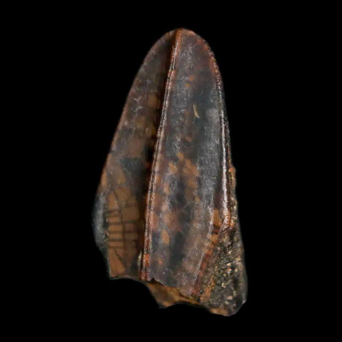 XL 0.9" Gryposaurus Fossil Tooth Duck-Billed Dinosaur Judith River MT COA, Display - Fossil Age Minerals