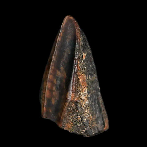 XL 0.9" Gryposaurus Fossil Tooth Duck-Billed Dinosaur Judith River MT COA, Display - Fossil Age Minerals
