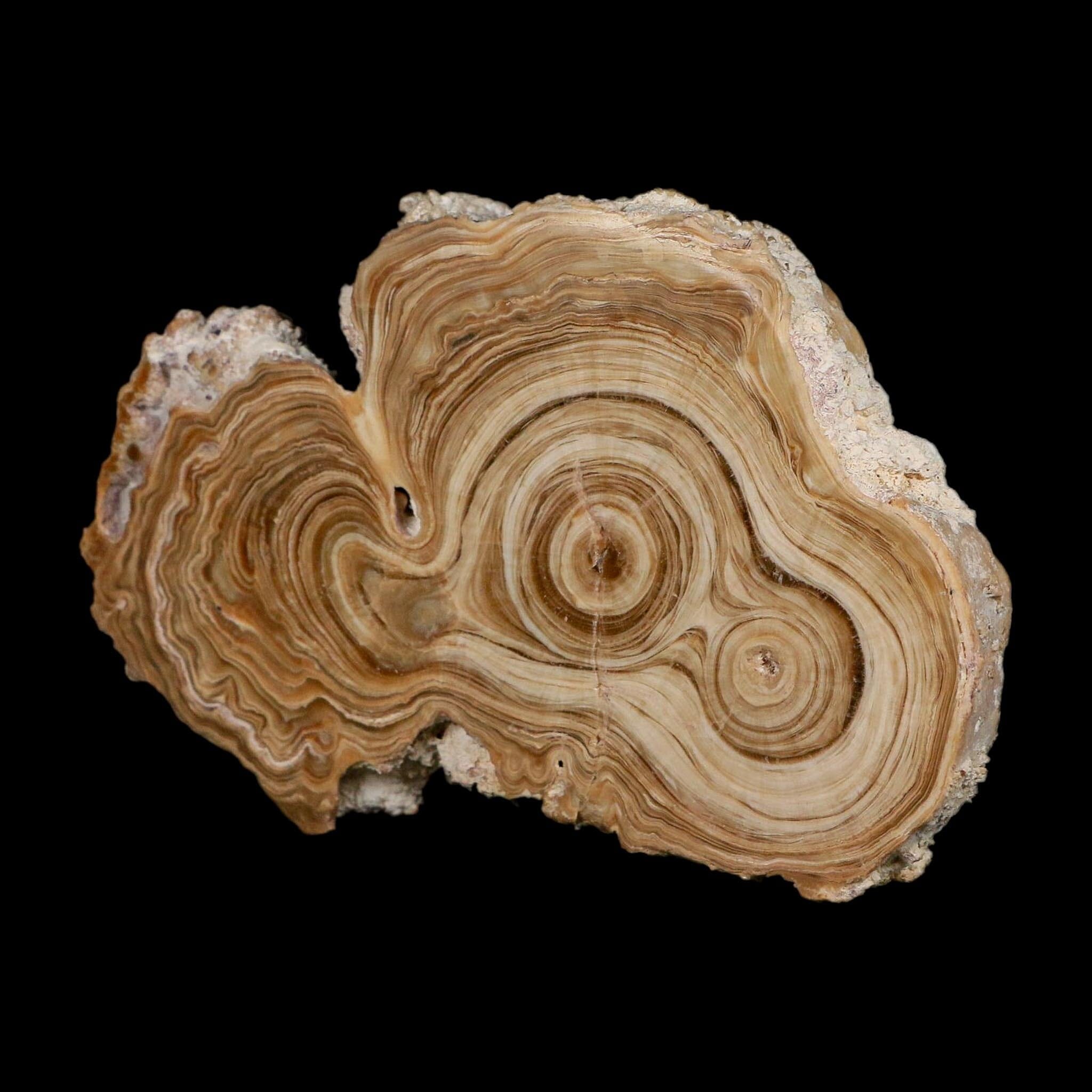 4.8" Aragonite Stalactite Slice Cave Calcite Crystal Mineral Specimen Morocco - Fossil Age Minerals