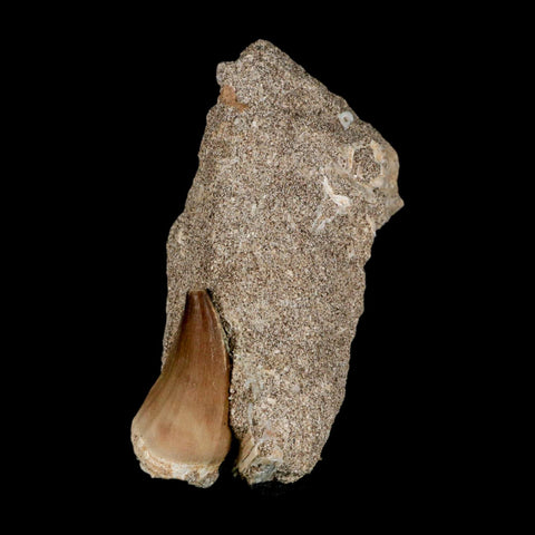 1.4" Mosasaur Prognathodon Fossil Tooth In Matrix Cretaceous Dinosaur Era COA - Fossil Age Minerals