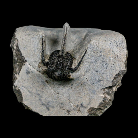 1.1" Cyphaspis Otarion Spiny Trilobite Fossil Devonian Age 400 Mil Yrs Old COA - Fossil Age Minerals