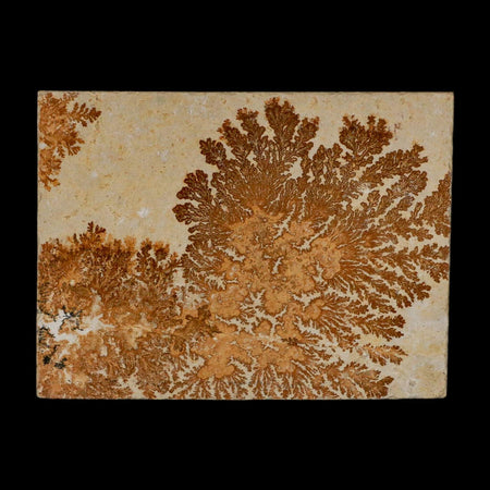 3.1" Pyrolusite Dendritic Limestone Solnhofen Upper Jurassic Age West Germany