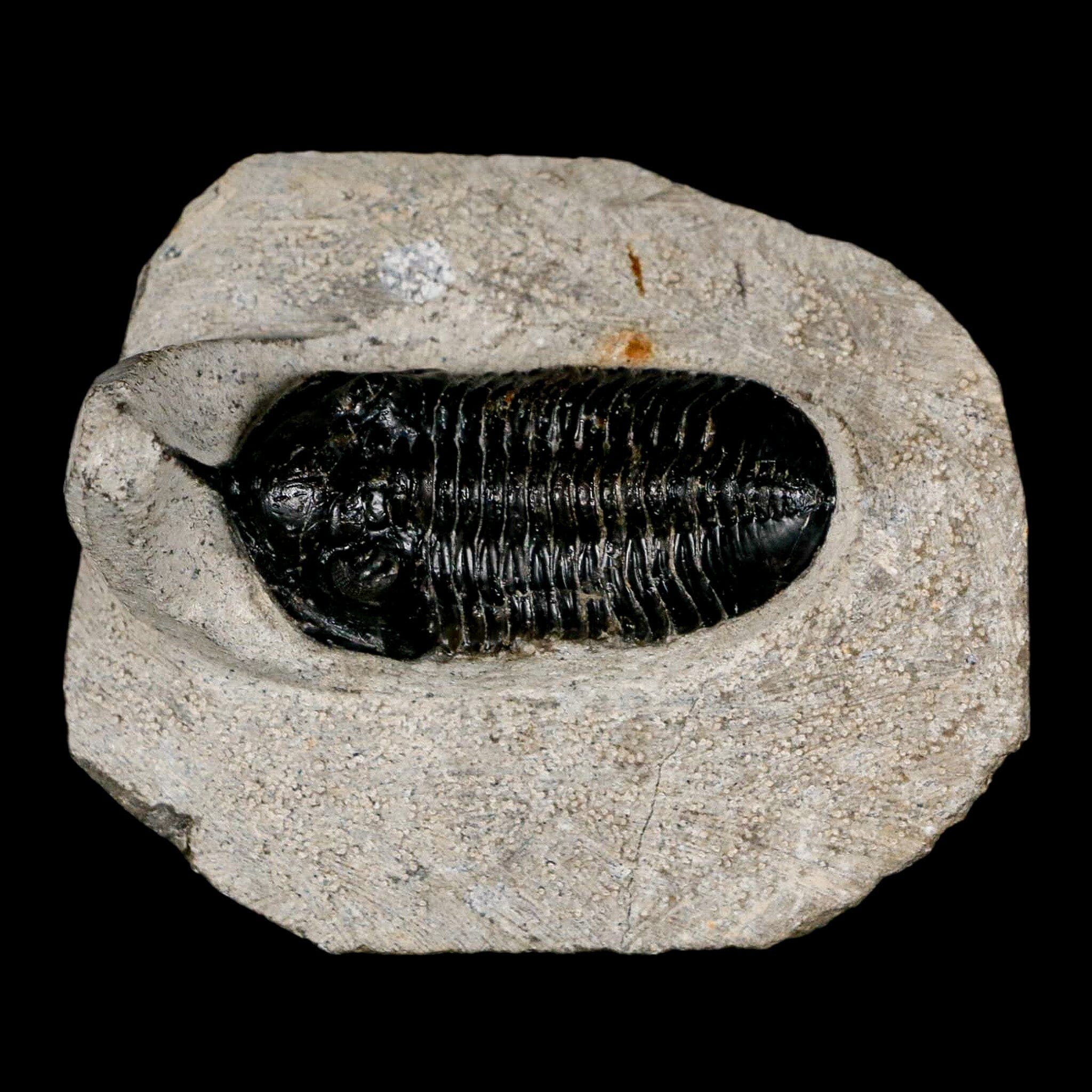 2.3" Morocconites Malladoides Trilobite Fossil Morocco Devonian Age Display COA - Fossil Age Minerals