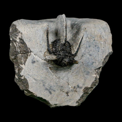 1.1" Cyphaspis Otarion Spiny Trilobite Fossil Devonian Age 400 Mil Yrs Old COA - Fossil Age Minerals