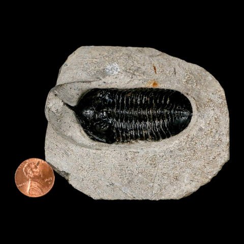 2.3" Morocconites Malladoides Trilobite Fossil Morocco Devonian Age Display COA - Fossil Age Minerals