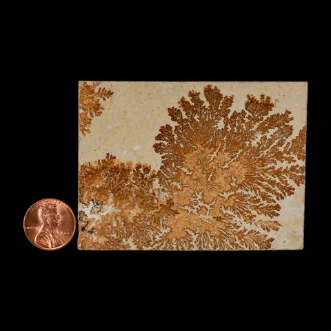3.1" Pyrolusite Dendritic Limestone Solnhofen Upper Jurassic Age West Germany