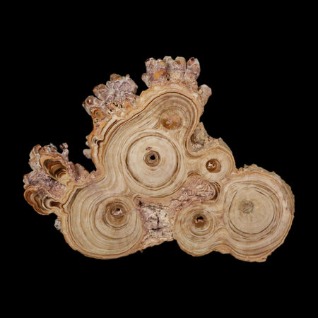 4.7" Aragonite Stalactite Slice Cave Calcite Crystal Mineral Specimen Morocco