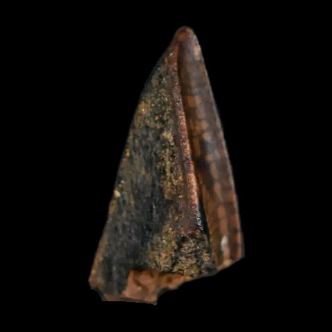 XL 0.9" Gryposaurus Fossil Tooth Duck-Billed Dinosaur Judith River MT COA, Display - Fossil Age Minerals
