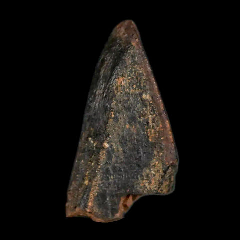 XL 0.9" Gryposaurus Fossil Tooth Duck-Billed Dinosaur Judith River MT COA, Display - Fossil Age Minerals