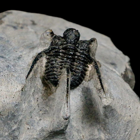 1.1" Cyphaspis Otarion Spiny Trilobite Fossil Devonian Age 400 Mil Yrs Old COA - Fossil Age Minerals