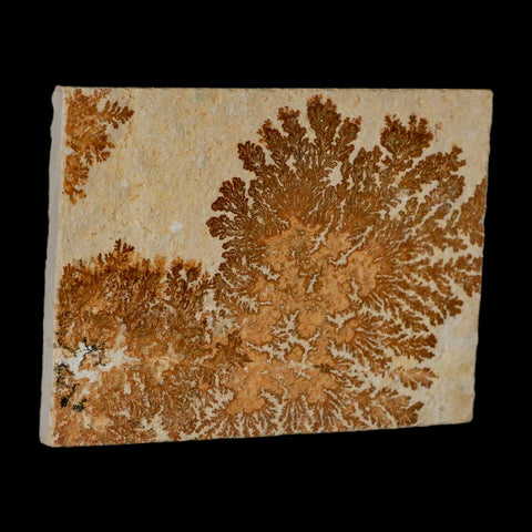 3.1" Pyrolusite Dendritic Limestone Solnhofen Upper Jurassic Age West Germany