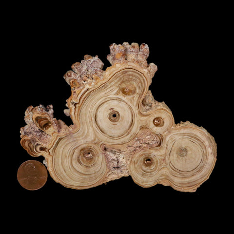 4.7" Aragonite Stalactite Slice Cave Calcite Crystal Mineral Specimen Morocco