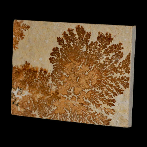 3.1" Pyrolusite Dendritic Limestone Solnhofen Upper Jurassic Age West Germany