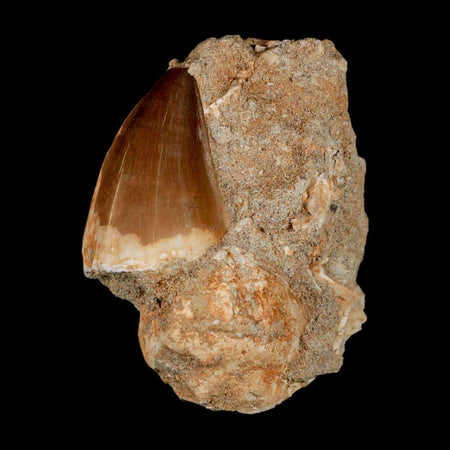 1.5" Mosasaur Prognathodon Fossil Tooth In Matrix Cretaceous Dinosaur Era COA
