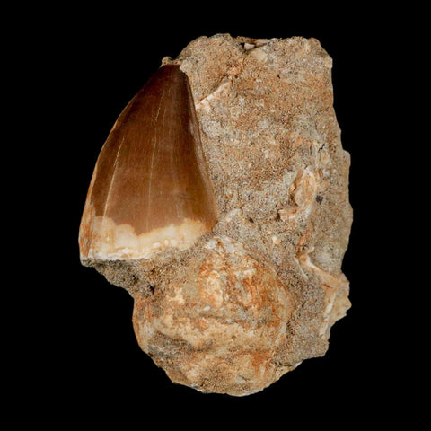 1.5" Mosasaur Prognathodon Fossil Tooth In Matrix Cretaceous Dinosaur Era COA - Fossil Age Minerals