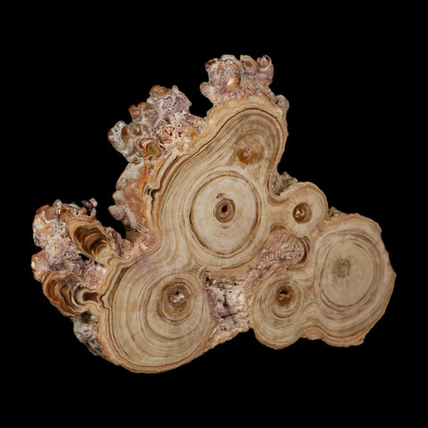4.7" Aragonite Stalactite Slice Cave Calcite Crystal Mineral Specimen Morocco