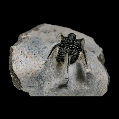 1.1" Cyphaspis Otarion Spiny Trilobite Fossil Devonian Age 400 Mil Yrs Old COA - Fossil Age Minerals