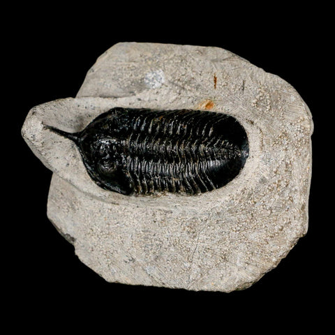 2.3" Morocconites Malladoides Trilobite Fossil Morocco Devonian Age Display COA - Fossil Age Minerals