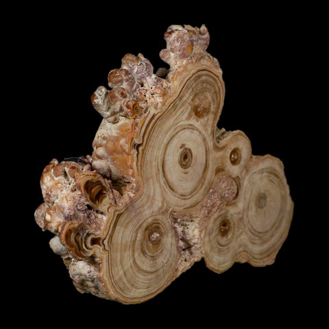 4.7" Aragonite Stalactite Slice Cave Calcite Crystal Mineral Specimen Morocco