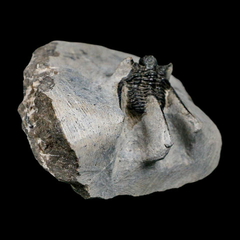 1.1" Cyphaspis Otarion Spiny Trilobite Fossil Devonian Age 400 Mil Yrs Old COA - Fossil Age Minerals