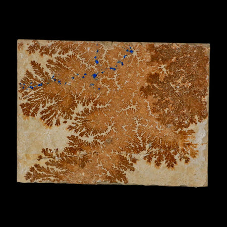3.1" Pyrolusite Dendritic Limestone Solnhofen Upper Jurassic Age West Germany