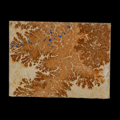 3.1" Pyrolusite Dendritic Limestone Solnhofen Upper Jurassic Age West Germany