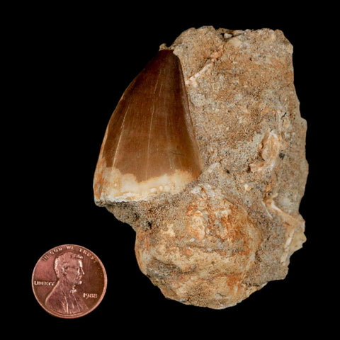 1.5" Mosasaur Prognathodon Fossil Tooth In Matrix Cretaceous Dinosaur Era COA - Fossil Age Minerals