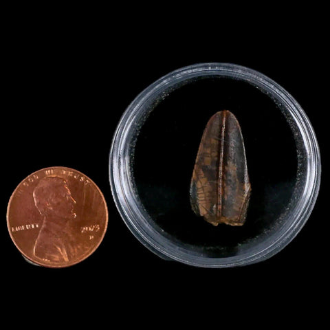 XL 0.9" Gryposaurus Fossil Tooth Duck-Billed Dinosaur Judith River MT COA, Display - Fossil Age Minerals