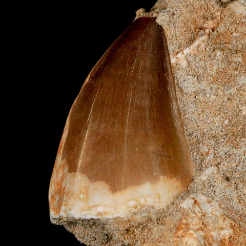 1.5" Mosasaur Prognathodon Fossil Tooth In Matrix Cretaceous Dinosaur Era COA - Fossil Age Minerals