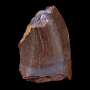 0.6" Tyrannosaurus Rex Fossil Serrated Tooth Section Dinosaur Lance Creek WY COA