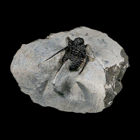 1.1" Cyphaspis Otarion Spiny Trilobite Fossil Devonian Age 400 Mil Yrs Old COA - Fossil Age Minerals
