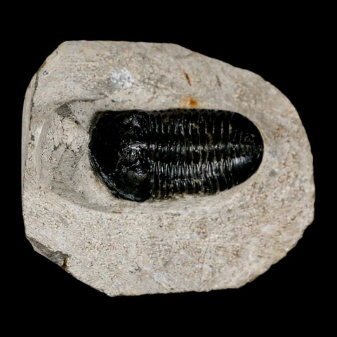 2.3" Morocconites Malladoides Trilobite Fossil Morocco Devonian Age Display COA - Fossil Age Minerals