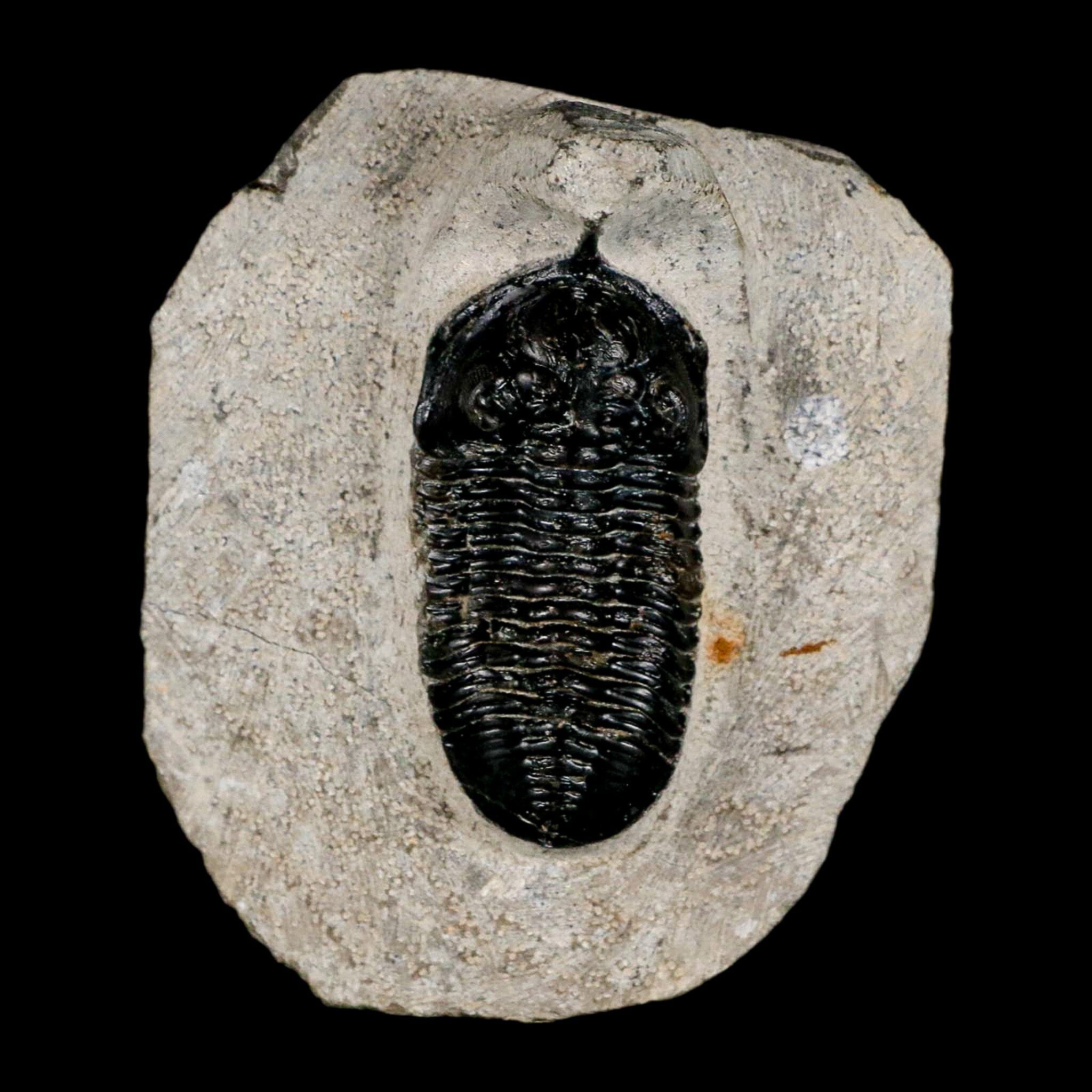 2.3" Morocconites Malladoides Trilobite Fossil Morocco Devonian Age Display COA - Fossil Age Minerals