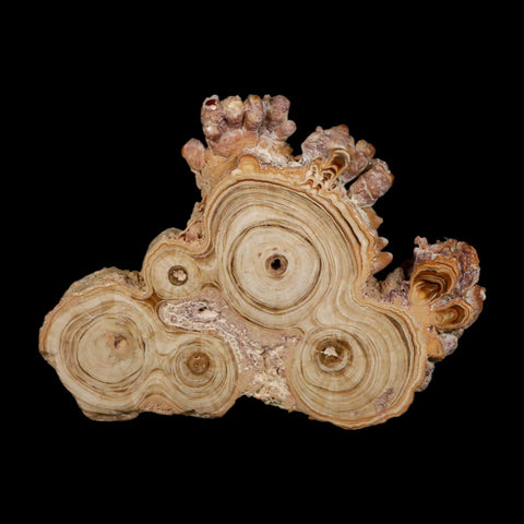 4.7" Aragonite Stalactite Slice Cave Calcite Crystal Mineral Specimen Morocco