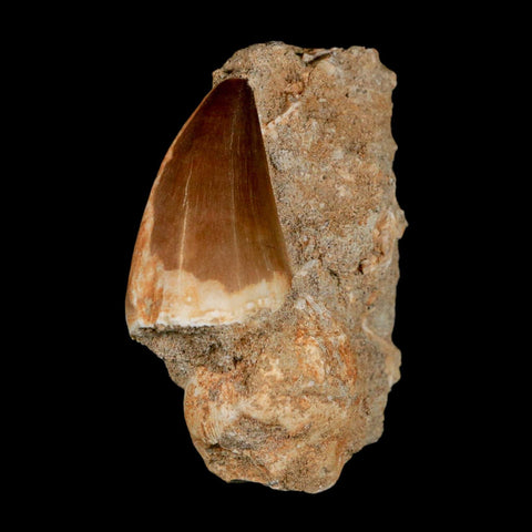 1.5" Mosasaur Prognathodon Fossil Tooth In Matrix Cretaceous Dinosaur Era COA - Fossil Age Minerals
