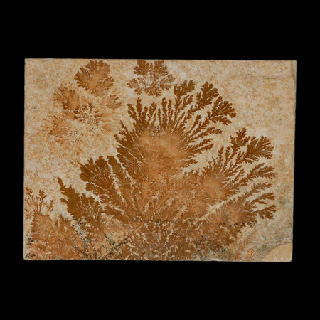 3.1" Pyrolusite Dendritic Limestone Solnhofen Upper Jurassic Age West Germany