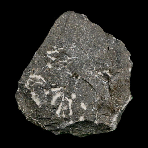 1.1" Cyphaspis Otarion Spiny Trilobite Fossil Devonian Age 400 Mil Yrs Old COA - Fossil Age Minerals