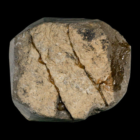 2.3" Morocconites Malladoides Trilobite Fossil Morocco Devonian Age Display COA - Fossil Age Minerals