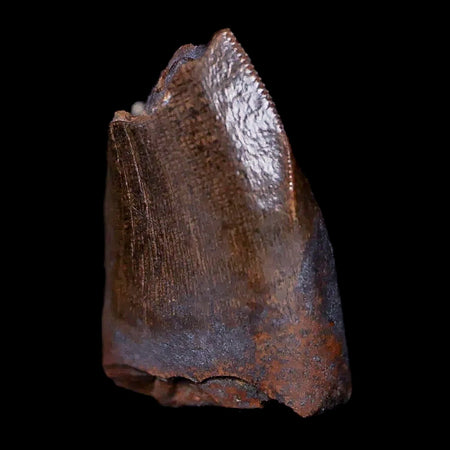 0.6" Tyrannosaurus Rex Fossil Serrated Tooth Section Dinosaur Lance Creek WY COA