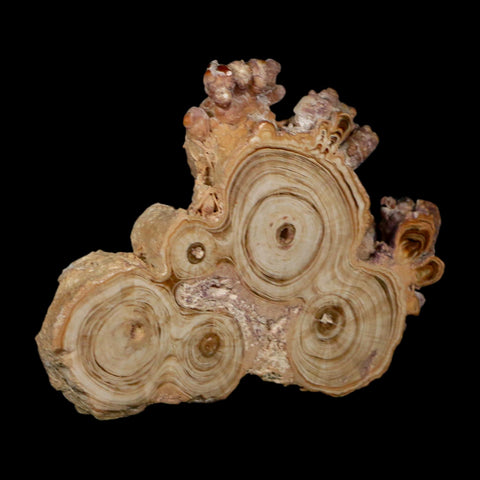 4.7" Aragonite Stalactite Slice Cave Calcite Crystal Mineral Specimen Morocco