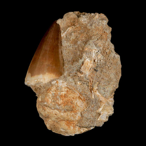 1.5" Mosasaur Prognathodon Fossil Tooth In Matrix Cretaceous Dinosaur Era COA - Fossil Age Minerals