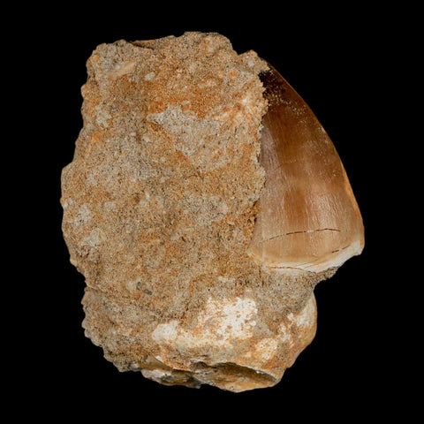 1.5" Mosasaur Prognathodon Fossil Tooth In Matrix Cretaceous Dinosaur Era COA - Fossil Age Minerals