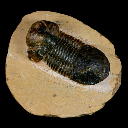 2.5" Paralejurus SP Trilobite Fossil Morocco Devonian Age 400 Mil Yrs Old COA