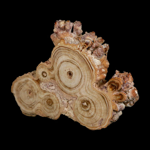 4.7" Aragonite Stalactite Slice Cave Calcite Crystal Mineral Specimen Morocco