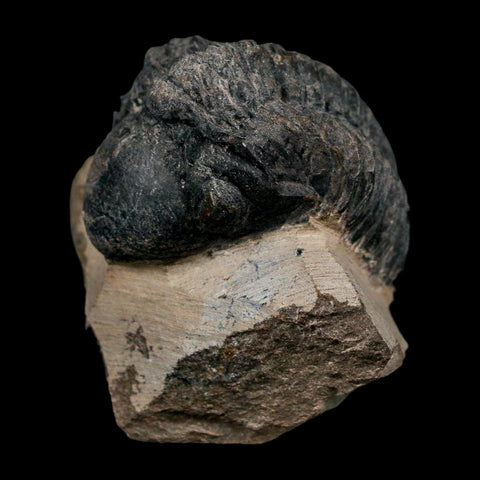 1.8" Reedops Cephalotes Trilobite Fossil Morocco Devonian Age 400 Mil Yrs Old COA - Fossil Age Minerals