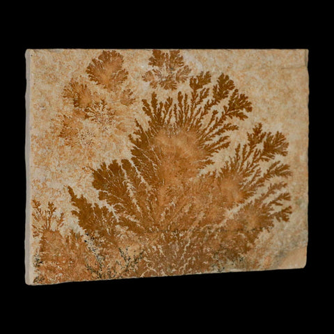 3.1" Pyrolusite Dendritic Limestone Solnhofen Upper Jurassic Age West Germany