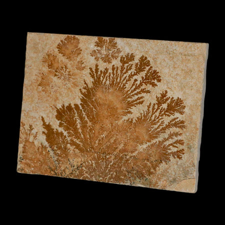 3.1" Pyrolusite Dendritic Limestone Solnhofen Upper Jurassic Age West Germany