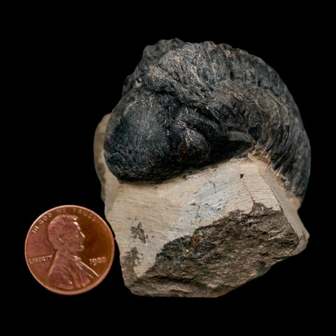 1.8" Reedops Cephalotes Trilobite Fossil Morocco Devonian Age 400 Mil Yrs Old COA - Fossil Age Minerals